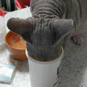 コップ違うよ〜の画像