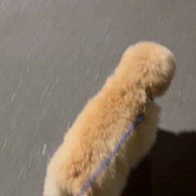 クーの体調を心配しすぎて私のほうが体調悪い件の画像