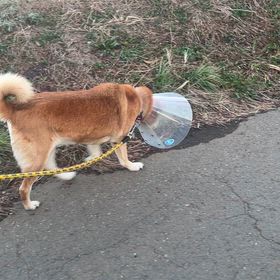 石岡八郷ベースの画像