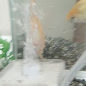 金魚掃除！！の画像