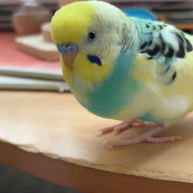 私の可愛い子の画像