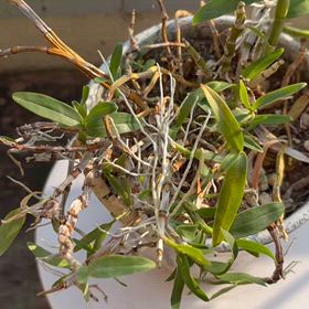 洋蘭デンドロビームの高芽を水苔に植えました｡の画像