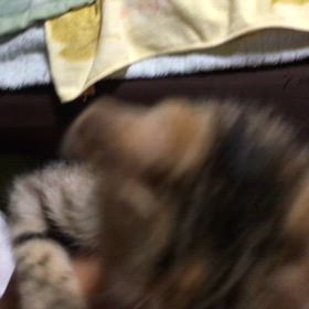 ソラちゃん　保護された時の怪我引きつけの画像