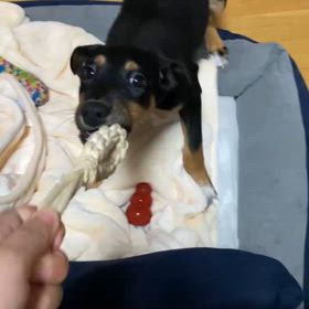 保護犬アンちゃんの画像