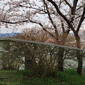 桜のせいで？の画像