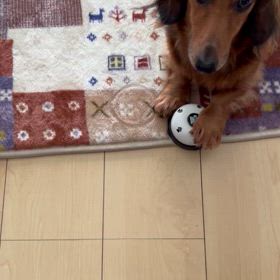 ベル鳴らしの画像