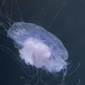 寒気がするの画像