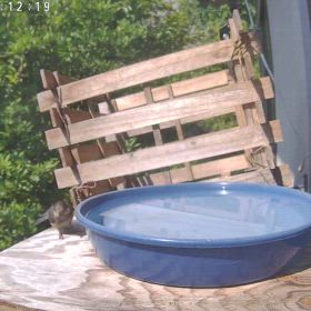 すぎぴたんの事件簿シーズン3　538話（這う虫みたいな子ヤマガラ）の画像