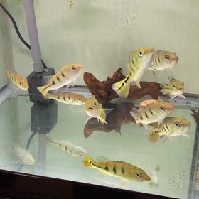 ★キクラケルベリー！★の画像