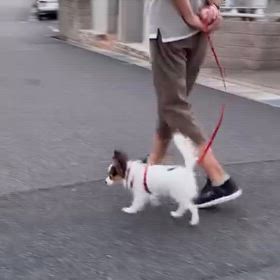 レオン君からのお便りですの画像