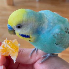 ”第２回秋の大運動会　閉会式”の画像