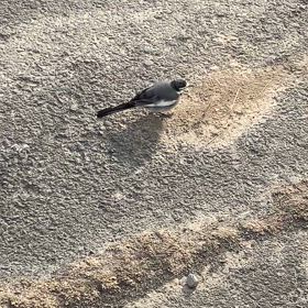 小さな仲間　ƪ(˘⌣˘)ʃの画像