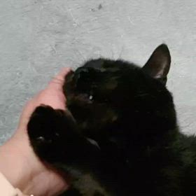 譲渡会参加猫　虎徹くんの画像