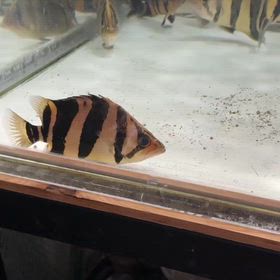 レイス販売個体大量に下取りしました！の画像