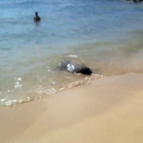 海へ帰るホヌの画像