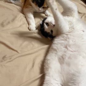 ダイブしたいお腹の画像