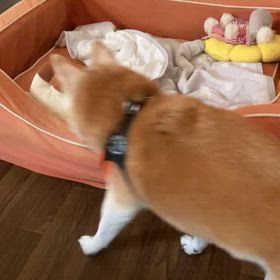 ８月１日　SHURIです。の画像