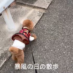 オレについてこいってか？の画像