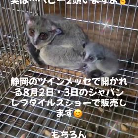 ショウガラゴの画像