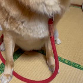 大好きジェノベーゼの画像