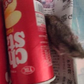 うちに来て２年４か月の画像