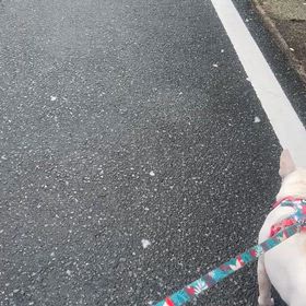 寒いけどわんこは元気の画像