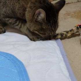 9歳のフミフミ、ゴロゴロの画像