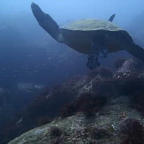 水中もハロウィンでダイビング！優雅な舞の美しいカメたんが迎えに来てくれたあー龍宮城に連れてー！の画像
