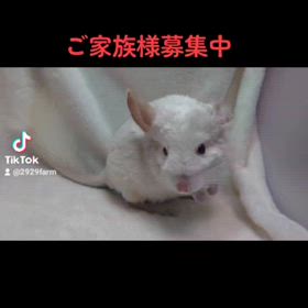 ご家族様募集中のチンチラちゃん達の画像