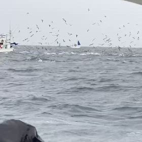 今日もキハダ！半端ないの画像