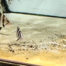 スペシャル個体！シャムバンリアルバンド！の画像