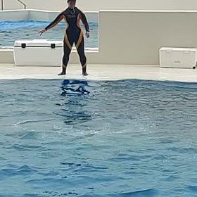 イルカ、オルカのパホーマンス2回づつ観たよの画像