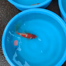 コメットの画像