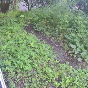 すぎぴたんの事件簿シーズン3　488話（モズ、ひとりでエサ探し）の画像