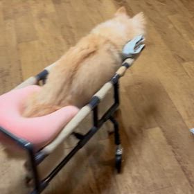 うーちゃんお元気です(*´-`)の画像