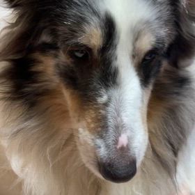 鼻のせ全拒否の巻の画像