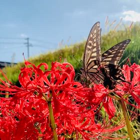 KIN200  黄色い太陽　黄色い戦士　音5の画像