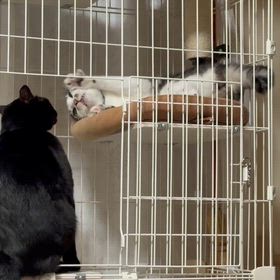 仲良し猫ズ…の画像