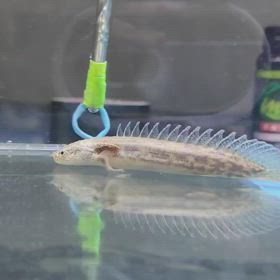 インドネシア便！3年ぶり輸入の激レア魚入ります！の画像