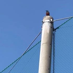 カラス撃退YouTube使ってみたの画像