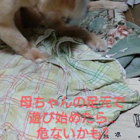 ゴルの遊びを見る時気を抜くと…の画像