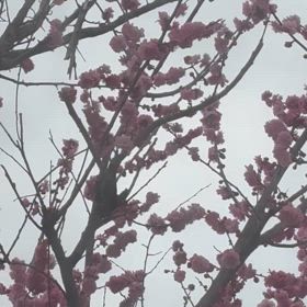 梅にウグイスの画像