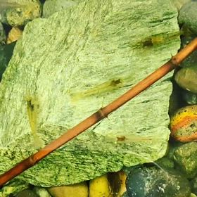 絶賛繁殖中の画像