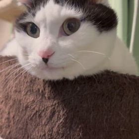 ジンクスは続く、いや、明日はきっと良い日だぜ！の画像