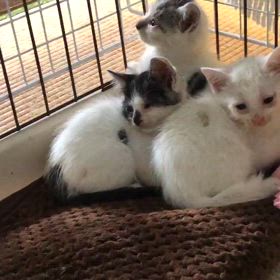 ”子猫の預かり様を探しています”の画像