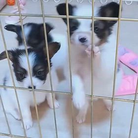 三つ子ちゃんの動画ですの画像