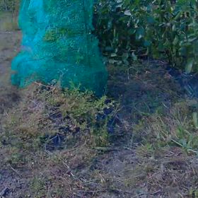 すぎぴたんの事件簿シーズン3　601話（かしこいなぁ～。カラス）の画像