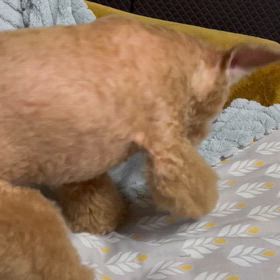 【ワンコ】寝床作り。の画像