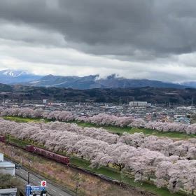 白石川堤一目千本桜の画像