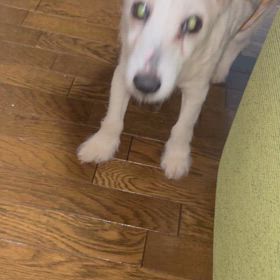 アジソン病③の画像